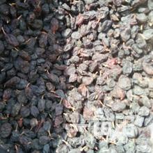 新疆吐鲁番吐鲁番市努尔艾力的农产品批发/采购